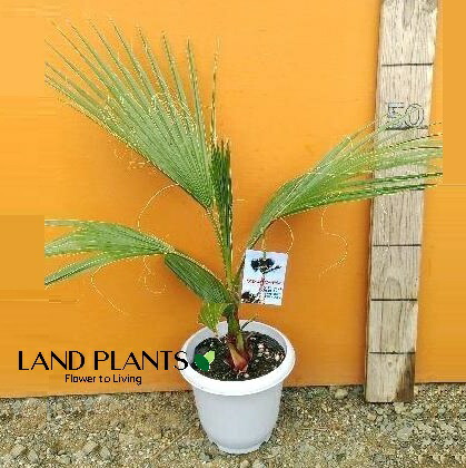 楽天市場】ヤシ（ワシントンヤシ） 6号 プラスチック鉢 1鉢 ヤシの木