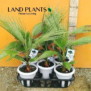 ワシントンヤシ　ヤシの木 特大庭木 植木 ：ワシントンヤシ（ワシントン椰子）* ヤシの木 佐川