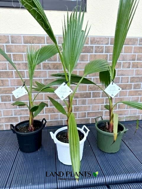 楽天市場】ヤシ（ワシントンヤシ） 5号 プラスチック鉢 1鉢 ヤシ