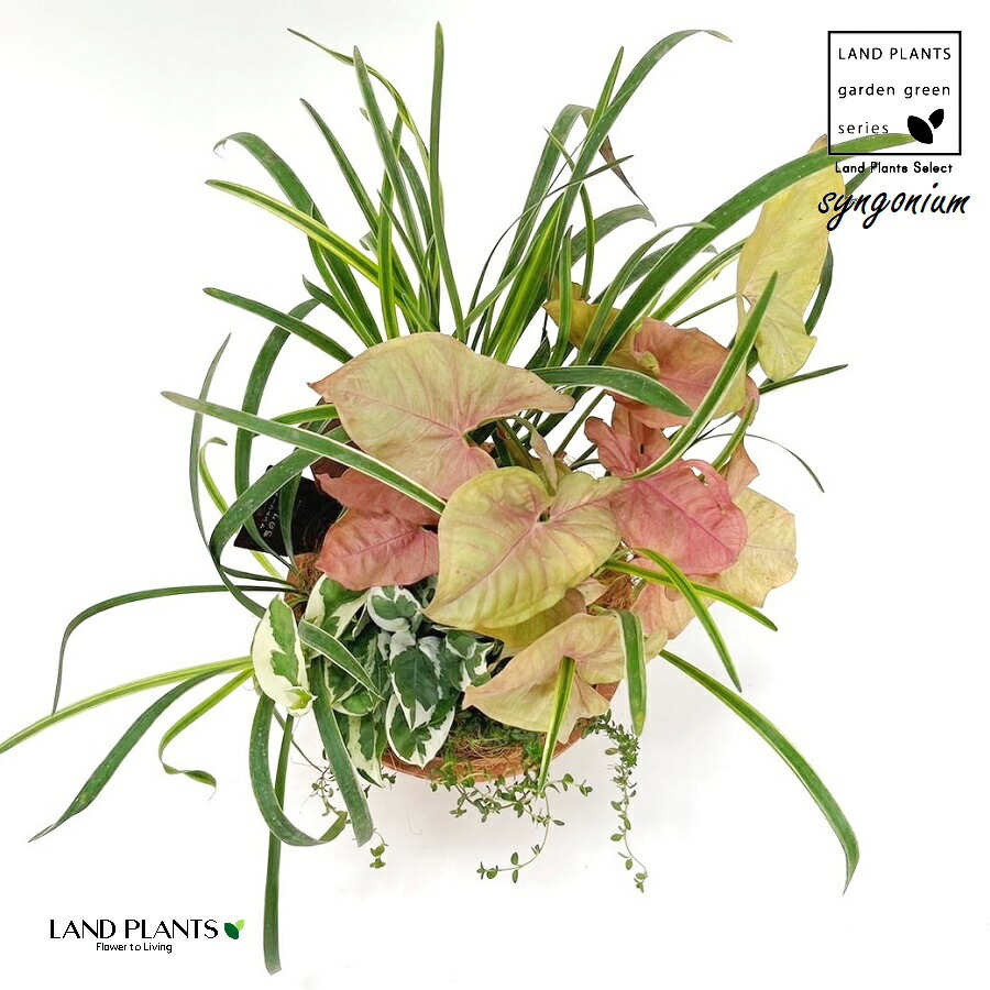 寄せ植え シンゴニウム（ネオン） 茶色 モスポット トール型 陶器鉢1鉢 シンゴニウムネオン シンゴニューム シンゴニウム ポドフィラム ヤブラン ポトスエンジョイ Syngonium podophyllum \