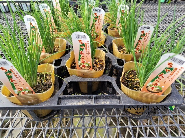 ねぎちゃん専用 imgrc0112086246.jpg