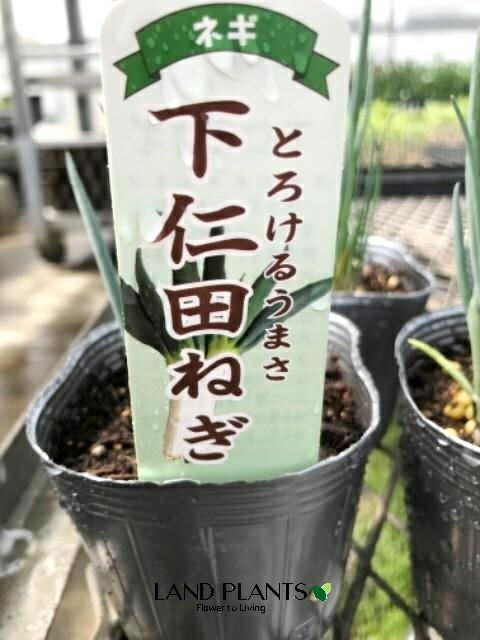 楽天市場】【ケース販売：28入】 ネギ（下仁田：シモニタ） 3号