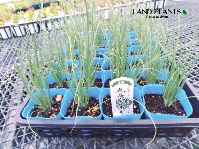 長ネギ苗1,500本 ねぎ苗 【石倉ネギ 1束（約25～30本）】 | 農業屋.com