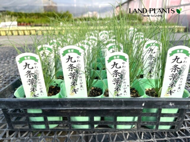 楽天市場】【ケース販売：12入】 ネギ（チャンコネギ） 3号