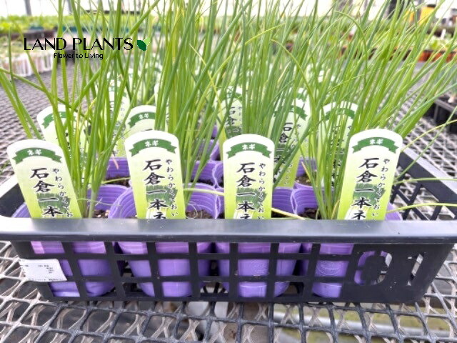 楽天市場】【京都伝統野菜】 ネギ（九条太：クジョウフトネギ