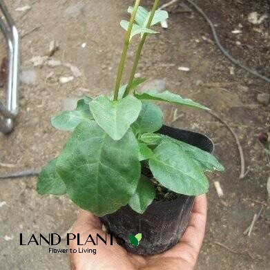 楽天市場】おかわかめ苗 雲南わかめそう 9cmポット オカワカメ 野菜苗