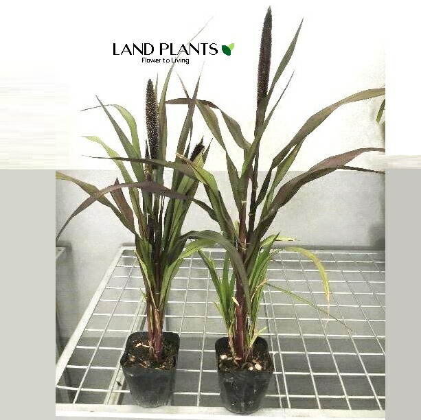 楽天市場】ミメンテス（クラッカージャックシルバー） 3寸 ポット苗 1