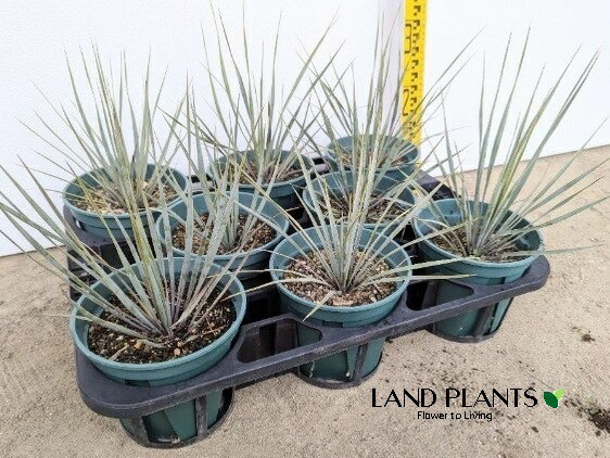 楽天市場】ユッカ（ロストラータ） 6号 プラスチック鉢 1鉢