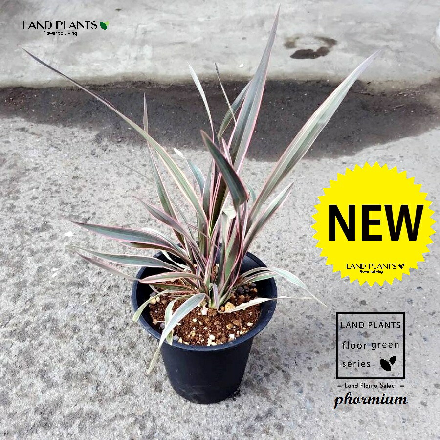 楽天市場】ニューサイラン(ピンクストライプ) 7号 80cm前後(鉢底から