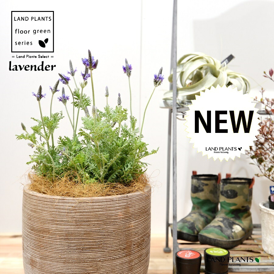 ラベンダー（スピード競技ラベンダー） 絵図面の好いたらしい テラコッタ鉢 35珊 1鉢【ココファイバー】 Lavender 3 花・観葉植物-花・ガーデン・DIY-観葉植物