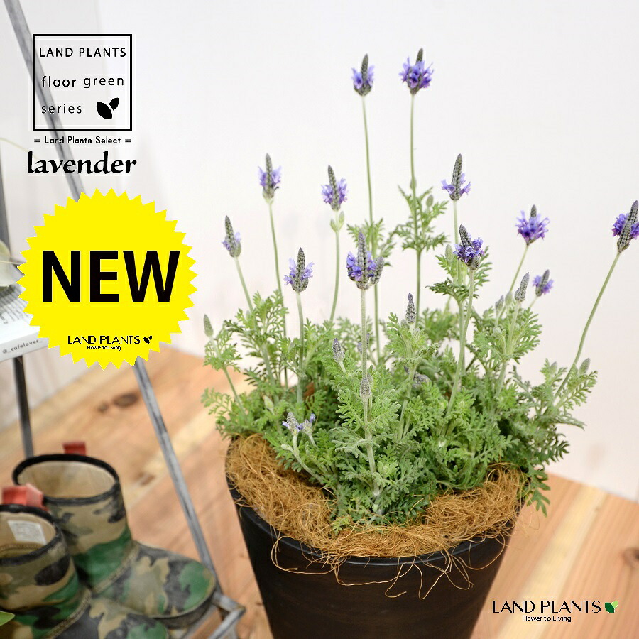 ラベンダー（レースラベンダー） 8号 黒色 セラアート鉢 1鉢 H40cm程度【ココファイバー】 Lavender 4