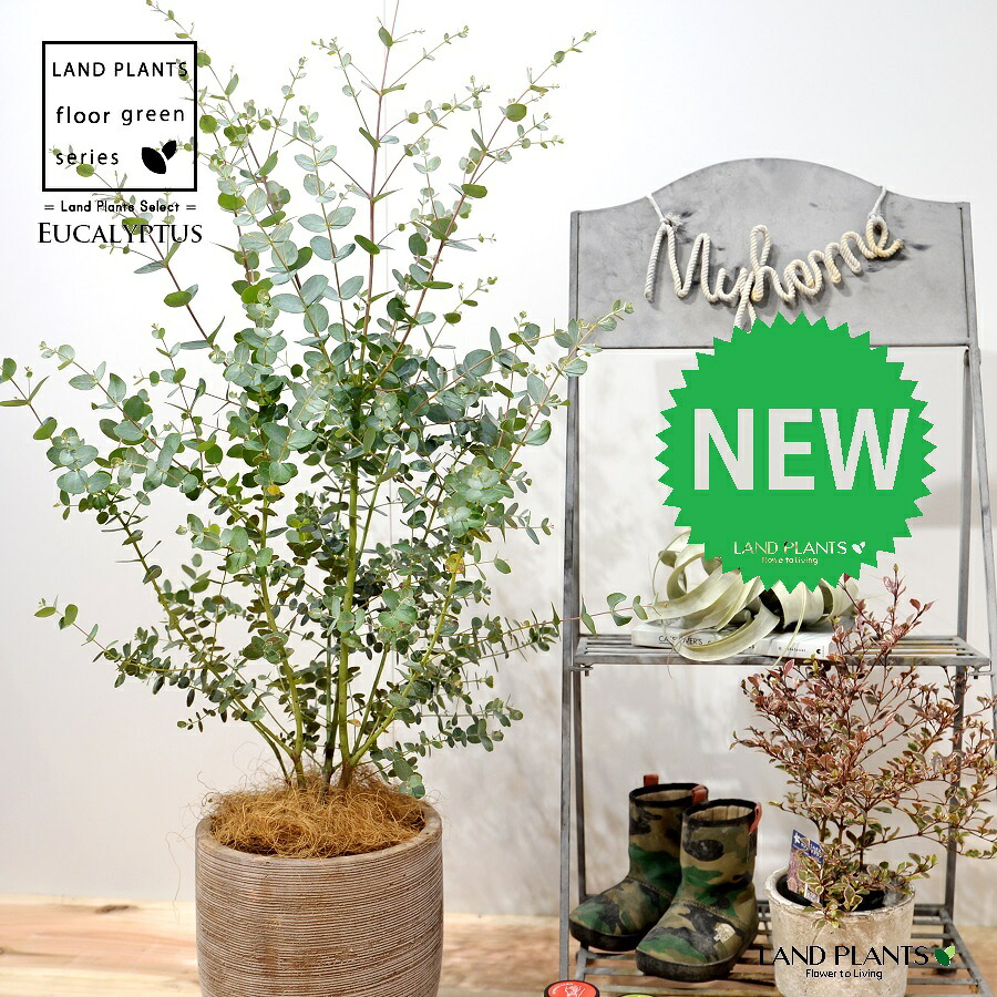ユーカリノキ（グニー） 目論むの好いたらしい テラコッタ鉢 1鉢 【ココファイバー】 Eucalyptus