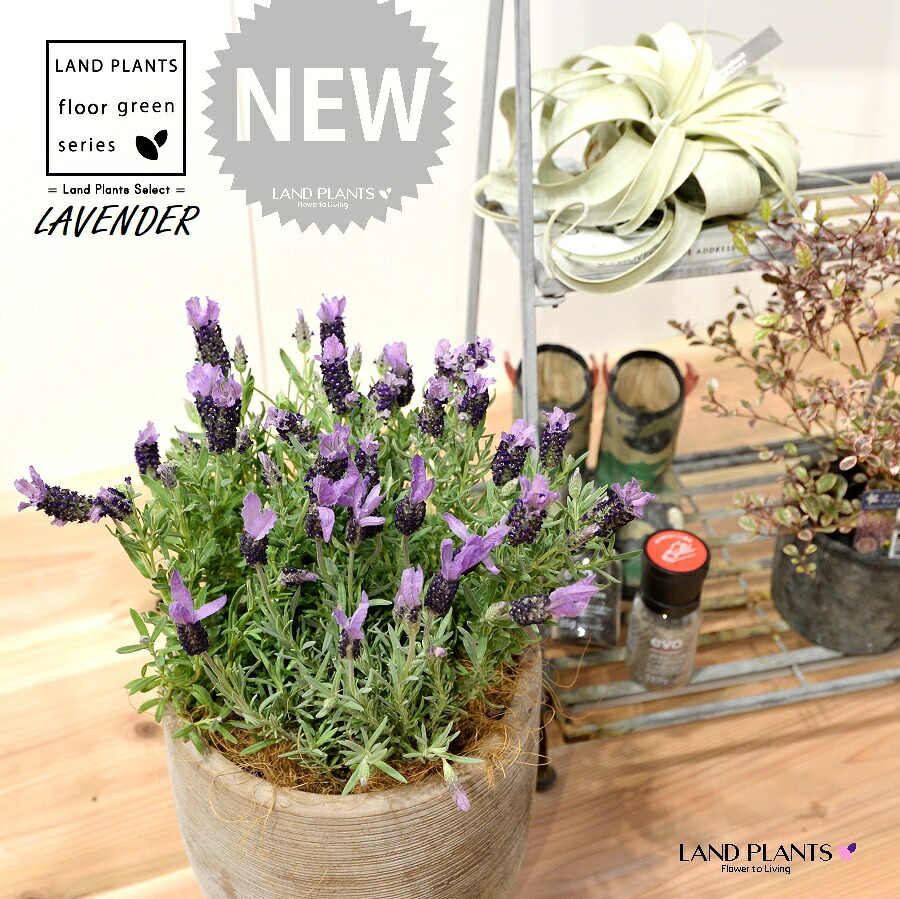 ラベンダー（フェアリーパープル） デザインの良い テラコッタ鉢 35cm 1鉢 【ココファイバー】 Lavender 4