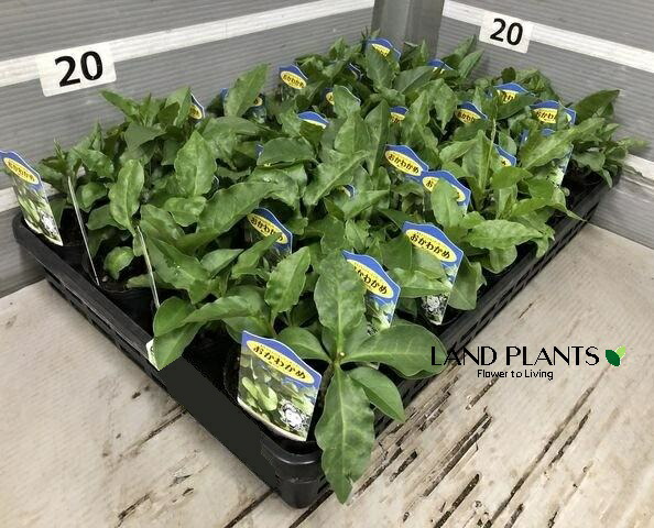 楽天市場】おかわかめ苗 雲南わかめそう 9cmポット オカワカメ 野菜苗