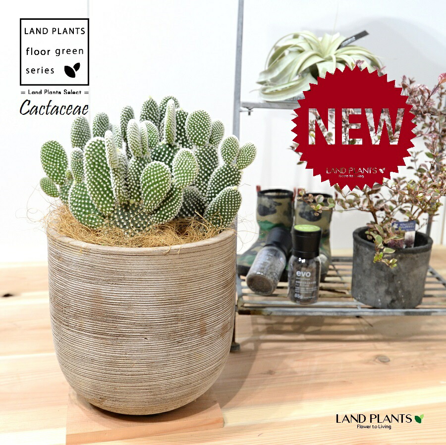 楽天市場】イースターカクタス ピンク 4号鉢 鉢花 鉢植え お洒落