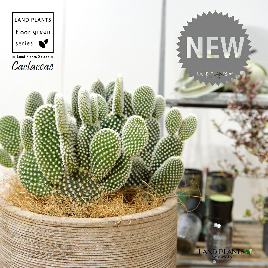 サボテン 楽天市場】天才IQ280 ノウミソサボテン ブレインカクタス 3号