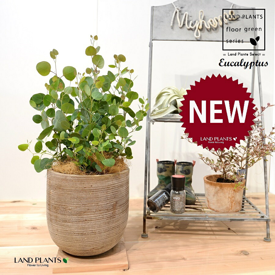 ユーカリ・ポポラス（株立ち：ショート） デザインの良い テラコッタ鉢 1鉢 【ココファイバー】 Eucalyptus 4｜LAND PLANTS 店