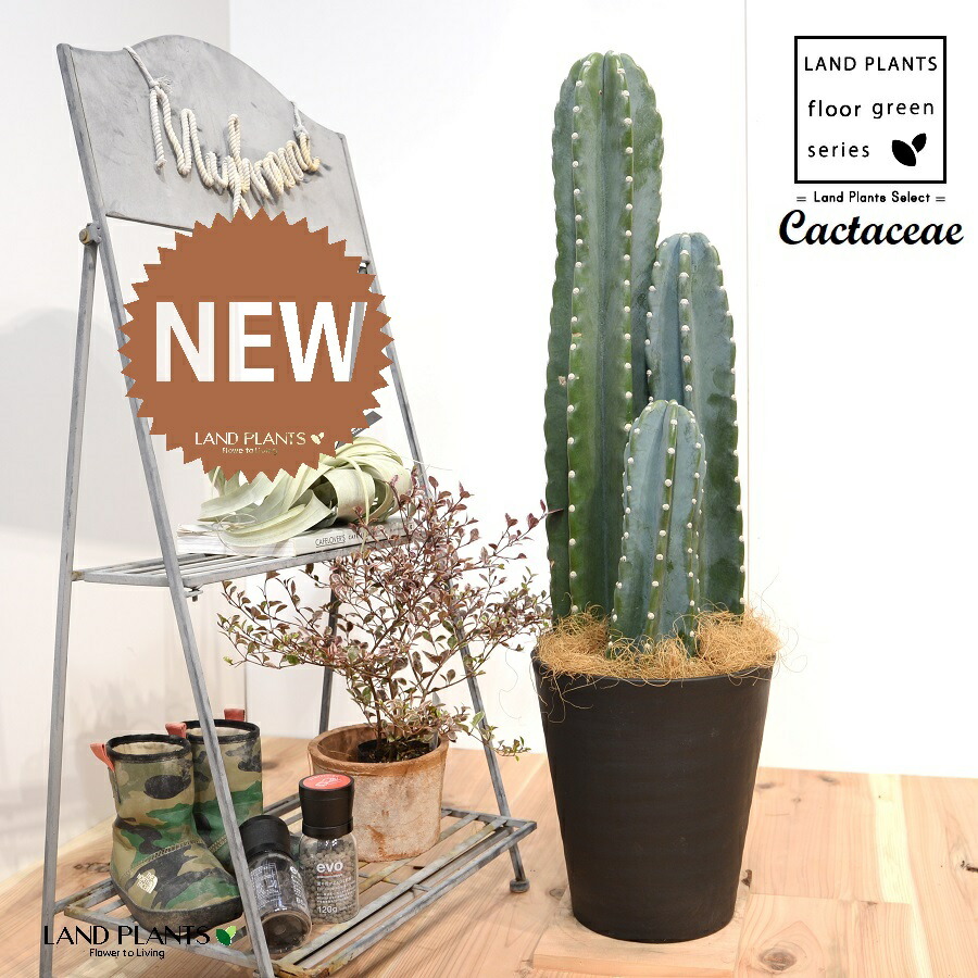 楽天市場】柱サボテン（3本立ち）（H100cm程度） 8号 プラスチック鉢 1