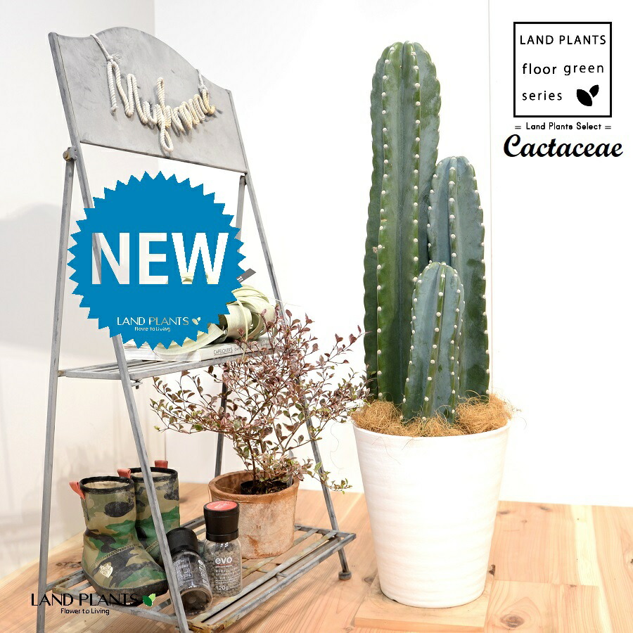 楽天市場】柱サボテン（3本立ち）（H100cm程度） 8号 プラスチック鉢 1