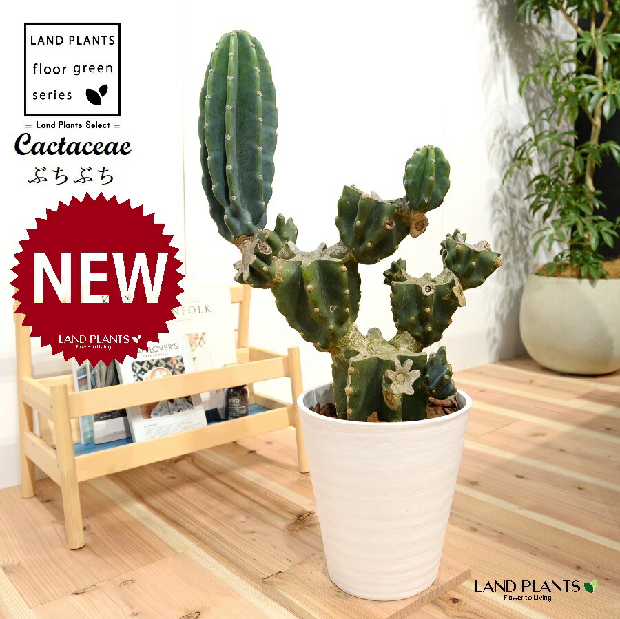 楽天市場】サボテン （柱サボテン：鬼面角） 8号 黒色 セラアート鉢 1