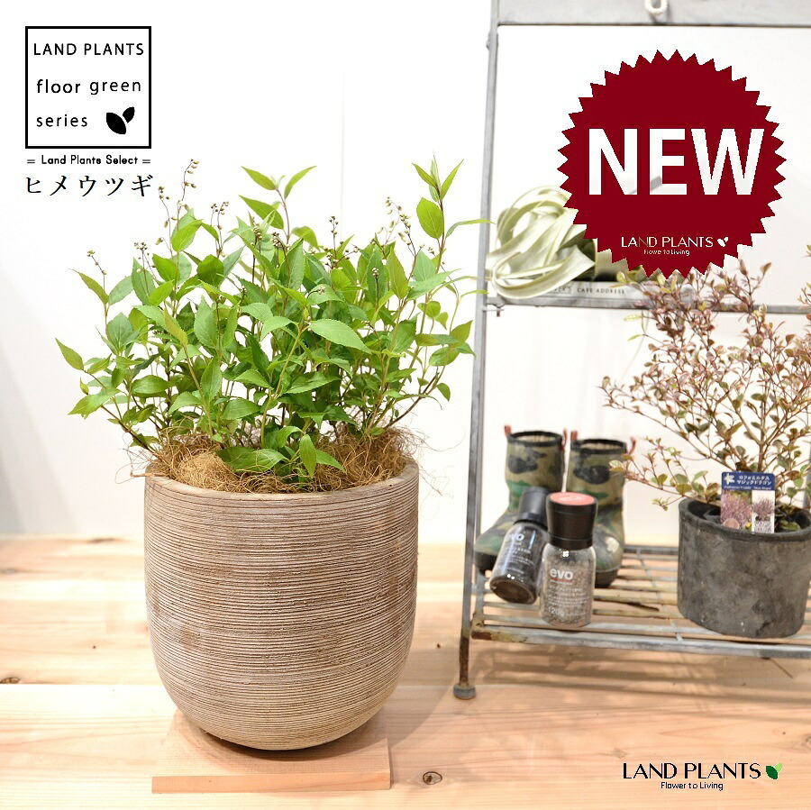 ヒメウツギ（姫卯木） デザインの良い テラコッタ鉢 1鉢 【ココファイバー】 Deutzia gracilis 4