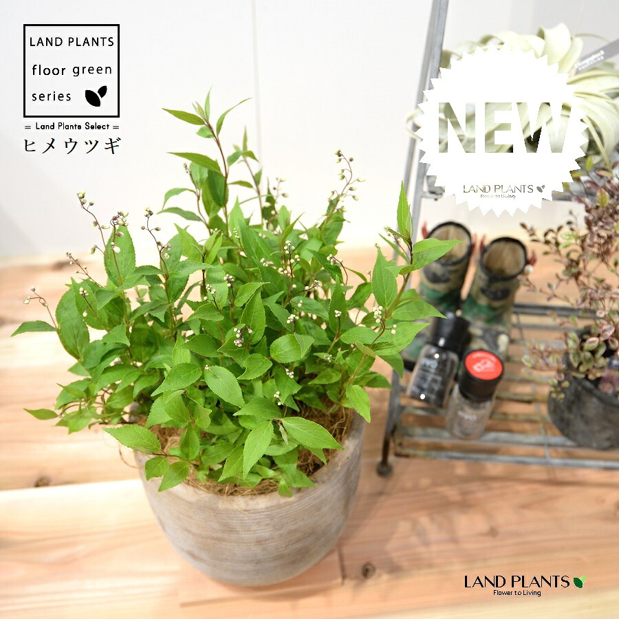 ヒメウツギ（姫卯木） 絵図面の好いたらしい テラコッタ鉢 1鉢 【ココファイバー】 Deutzia gracilis 4 花・観葉植物-観葉植物