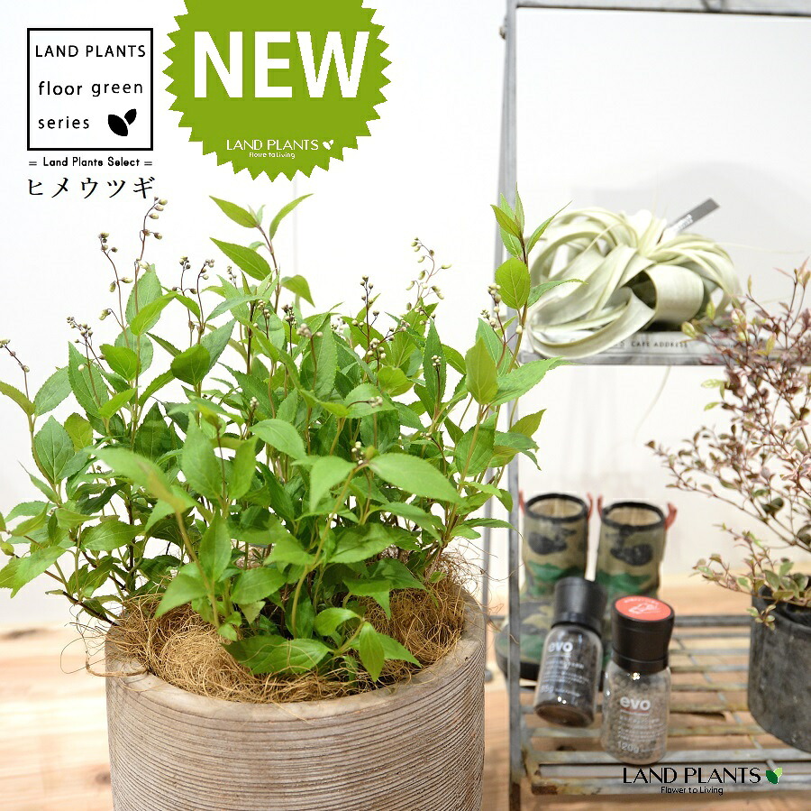 ヒメウツギ(姫卯木) デザインの良い テラコッタ鉢 1鉢 【ココファイバー】 Deutzia gracilis 4