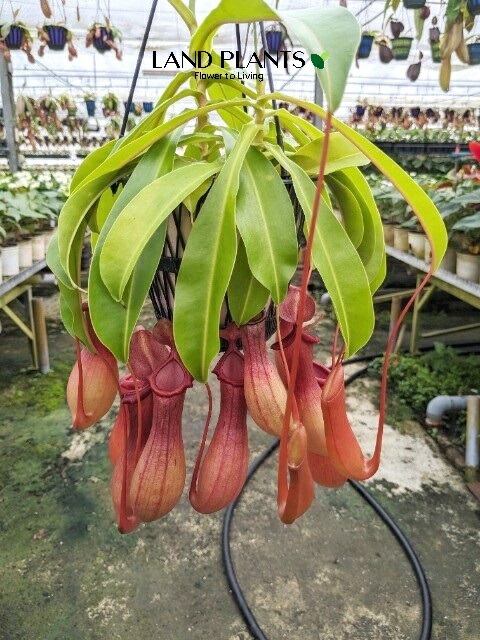 楽天市場】ネペンテス ミランダ5号サイズ 食虫植物 鉢植え ネペンテス