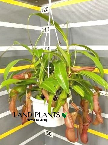 ネペンテス（アラータ） 5号 吊り鉢 1鉢 食虫植物 ハエトリグサ 殺虫 食虫 Nepenthes