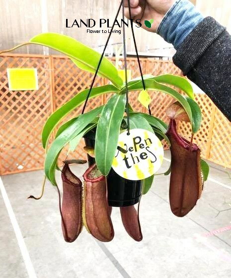 ネペンテス（リンダ） 5号 吊り鉢 1鉢 食虫植物 ハエトリグサ 殺虫 食虫 Nepenthes 7,094円