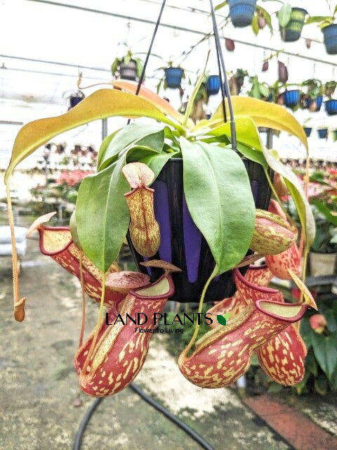 楽天市場】ネペンテス（フーケリアナ） 5号 吊り鉢 1鉢 食虫植物