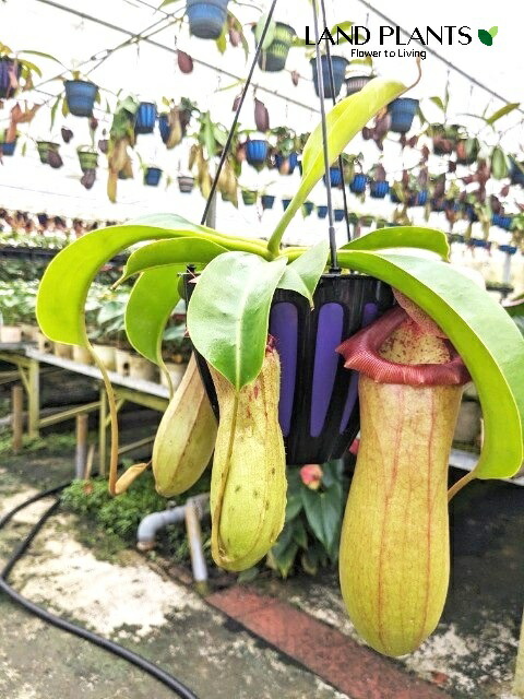 楽天市場】希少品種 観葉植物 食虫植物：ウツボカズラ ネペンテス