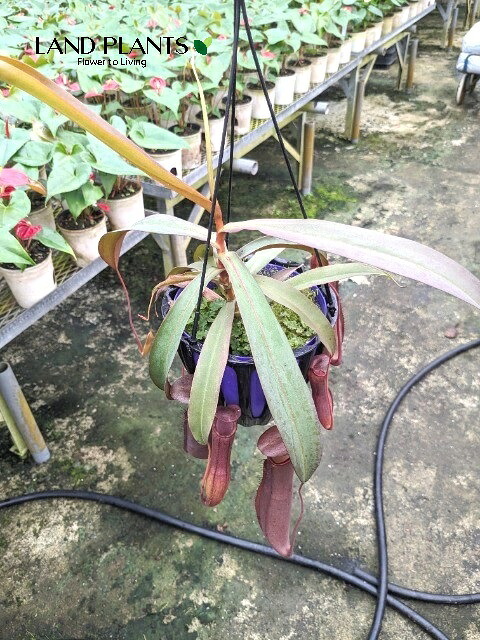 【ケース販売：4入】 ネペンテス（レベッカ） 5号 吊り鉢 4鉢 食虫植物 ハエトリグサ 殺虫 食虫 Nepenthes｜LAND PLANTS 店