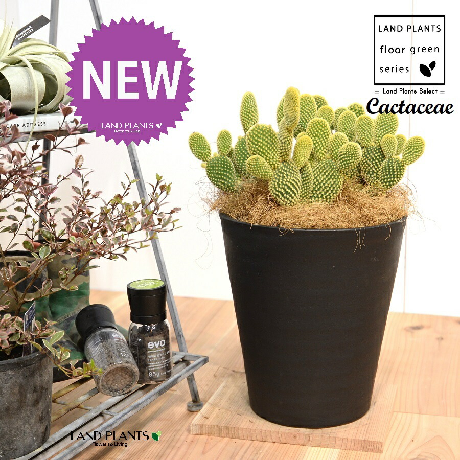 楽天市場】サボテン・ゴールデンバニー（金烏帽子：きんえぼし