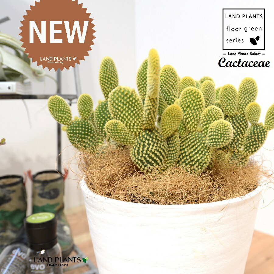 サボテンページ 1 グラフィック社