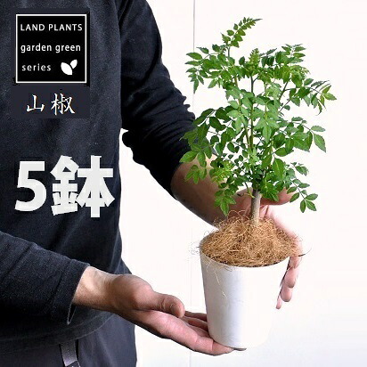 山椒（サンショウ） 5鉢 4号 白いこと 可塑性物質鉢 【ココファイバー】 サンショウ苗 山椒の木 サンショウの木 木の芽 キノメ 生姜 葉サンショウ 葉山椒 塩加減 夢見鳥のエサ 夢見鳥 Zanthoxylum piperitum