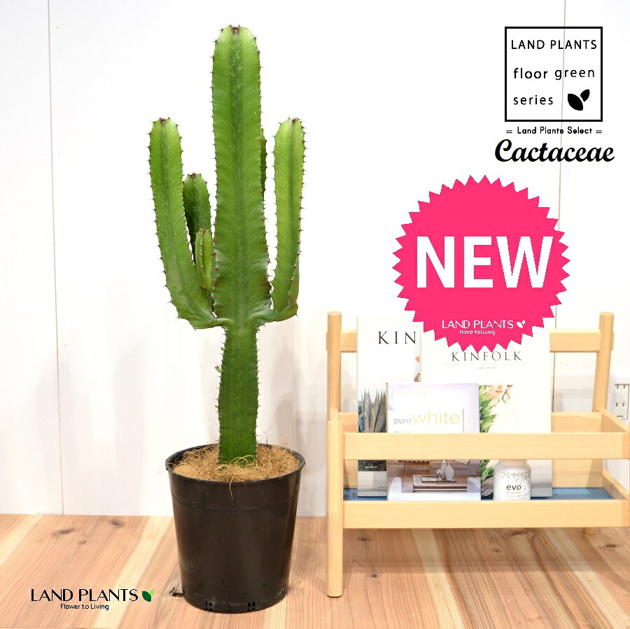 カクタス （大雲閣：ダイウンカク）若木 7号 ポット苗 1鉢 ユーフォルビア ユーホルビア Euphorbia acrurensis Cactaceae 観葉植物-花・ガーデン・DIY