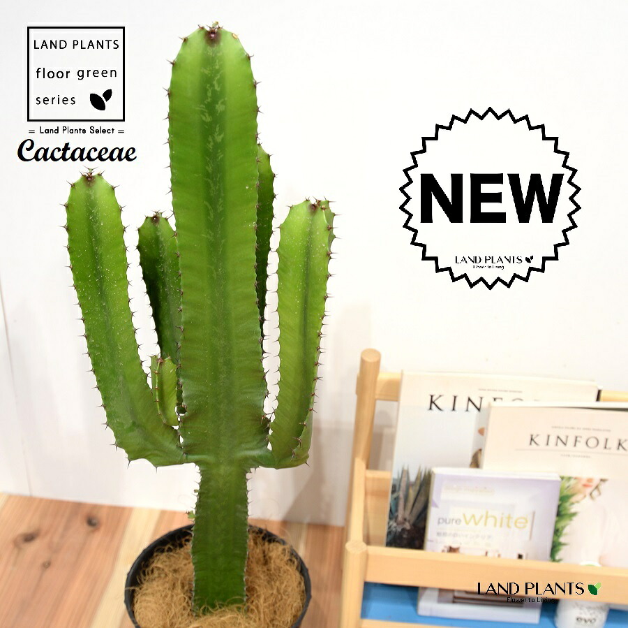 サボテン （大雲閣：ダイウンカク）苗木 7号 ポット苗 1鉢 ユーフォルビア ユーホルビア Euphorbia acrurensis Cactaceae