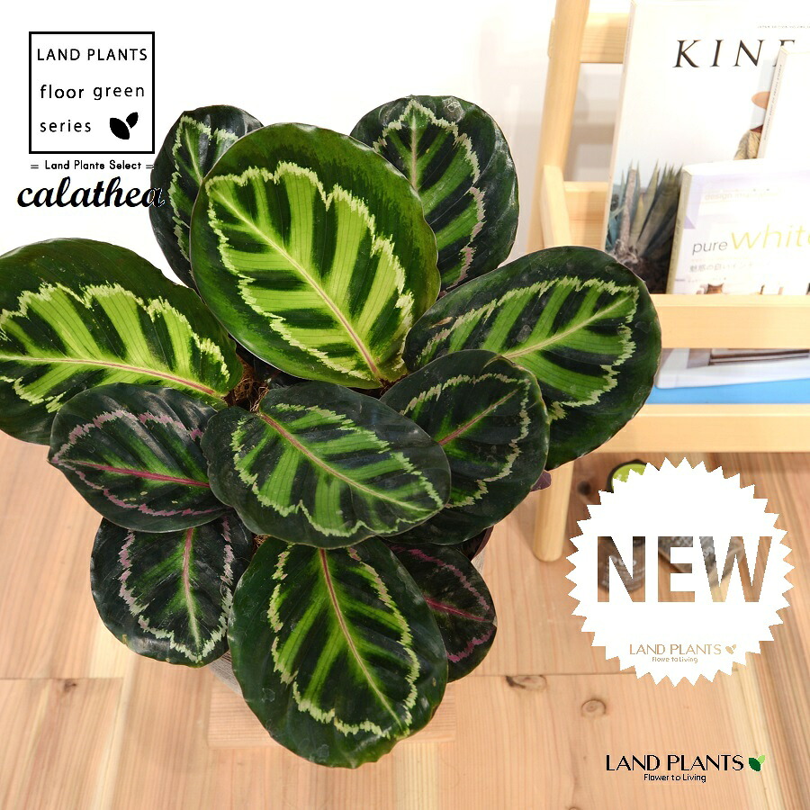 カラテア（ロセオピクタ：低木） デザインの良い テラコッタ鉢 1鉢 【ココファイバー・受皿】大型 ロセオピクター ロゼオピクター ゴシキヤバネバショウ Jungle velvet calathea roseopicta 3｜LAND PLANTS 店 12,012円