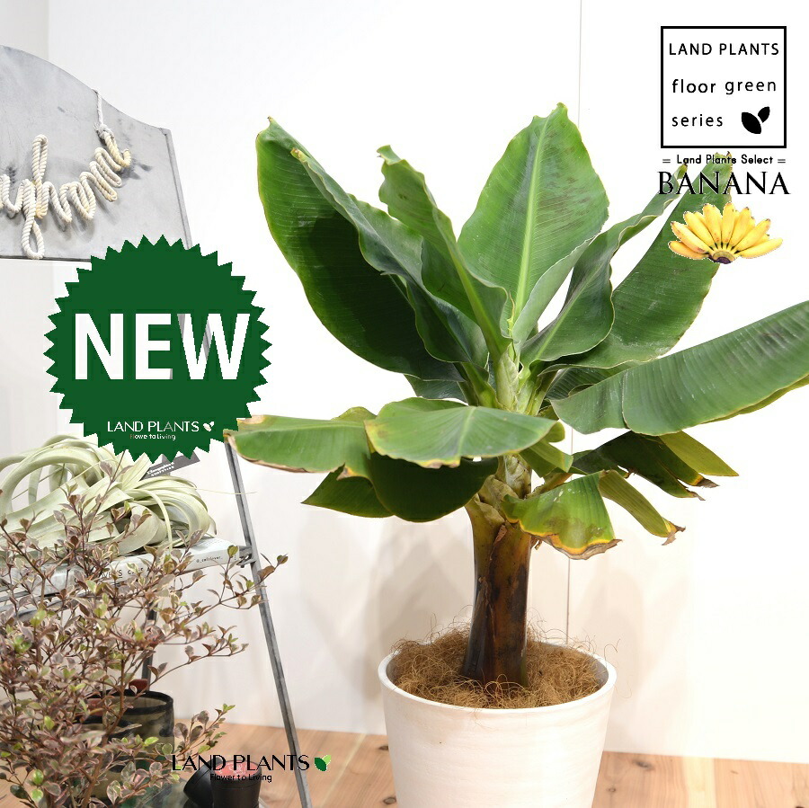 楽天市場】バナナ（ドワーフ モンキー） 7号 白色 プラスチック鉢