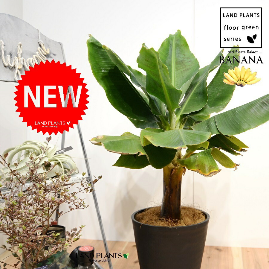 チリマツ　モンキーパズルツリー　 小型 緑色 植物 楽天市場】【現品発送】チリマツ（モンキーパズルツリー）希少 特大株