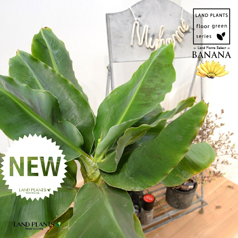 ドワーフナムワ バナナ苗 斑入りドワーフナムワ 希少バナナ苗③ 斑入り