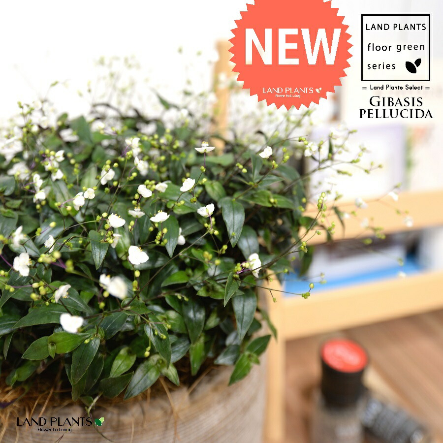 楽天市場】ブライダルベール 5号鉢・吊り具付き 宿根草 季節の鉢花