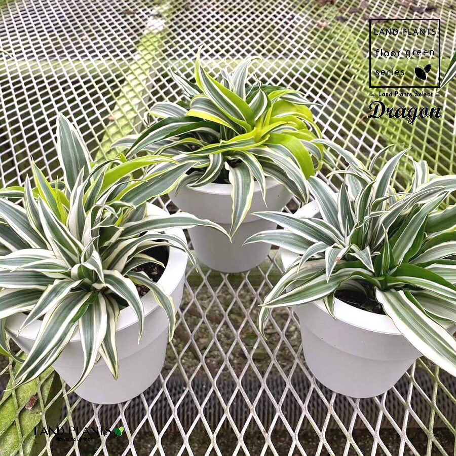 ドラセナ　×３株と、、 imgrc0113670652.jpg