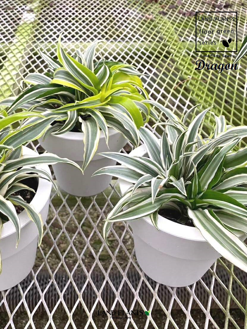 最終値下げ ④【希少】ドラセナ ドラコ/Dracaena draco※本物 希少 ドラセナ ドラコ 大型