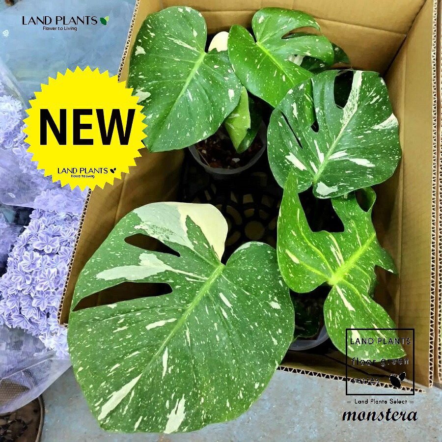 【容れもの売りわたす：2入】 モンステラ（斑入り） 6号 可塑性物質鉢 2鉢 斑 フイリ バリエガータ Monstera \u0027Variegata\u0027