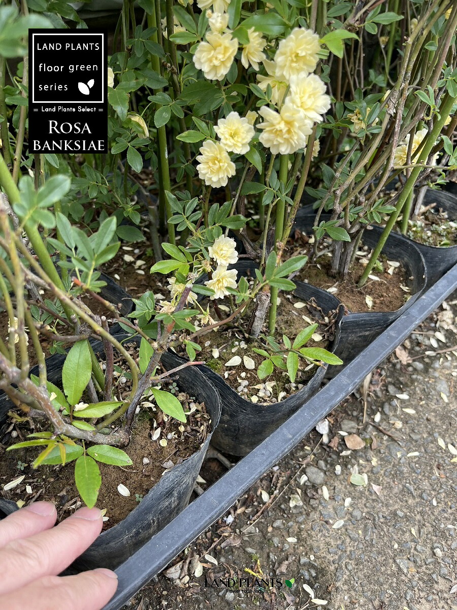 【ケース販売：12入】 モッコウバラ（木香薔薇：黄色） 4.5号 ポット苗 12鉢 木香茨 八重咲き Rosa banksiae｜LAND PLANTS 店 17,114円
