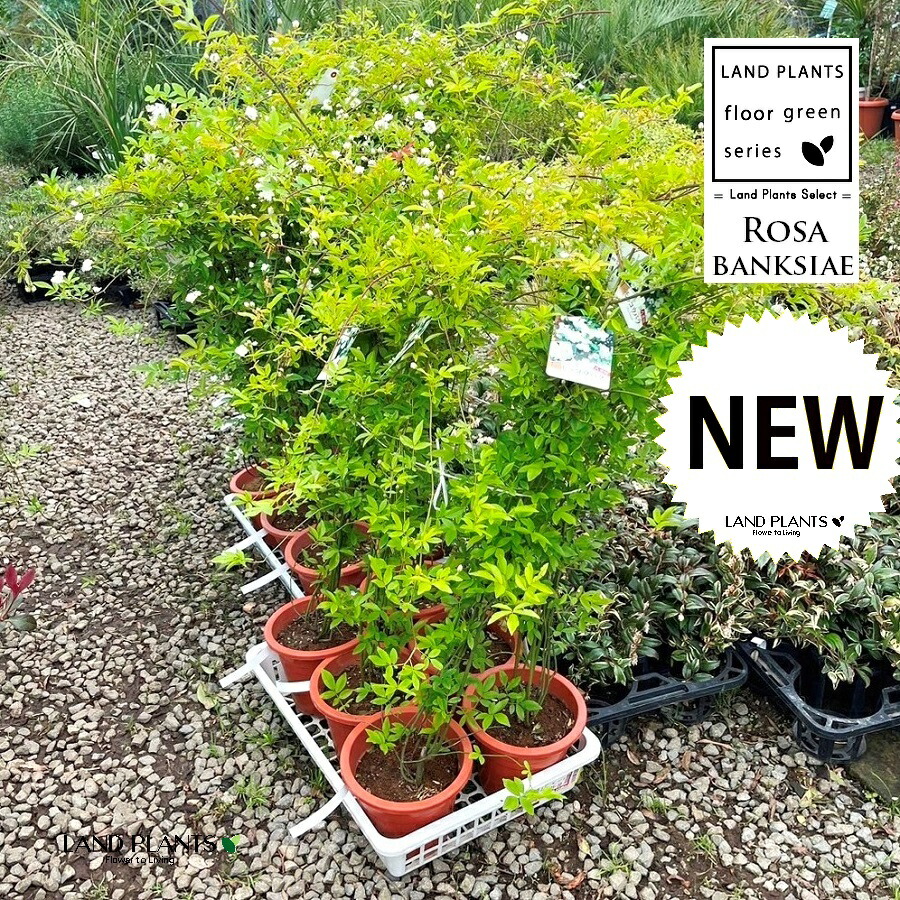 楽天市場】白花 モッコウバラ 6号サイズ 鉢植え 鉢花 バラ ばら