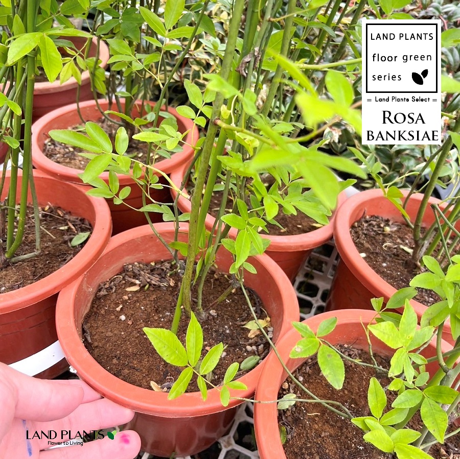 【ケース販売：6入】 モッコウバラ（木香薔薇：白花） 6号 プラスチック鉢 6鉢 木香茨 八重咲き Rosa banksiae｜LAND PLANTS 店 17,590円