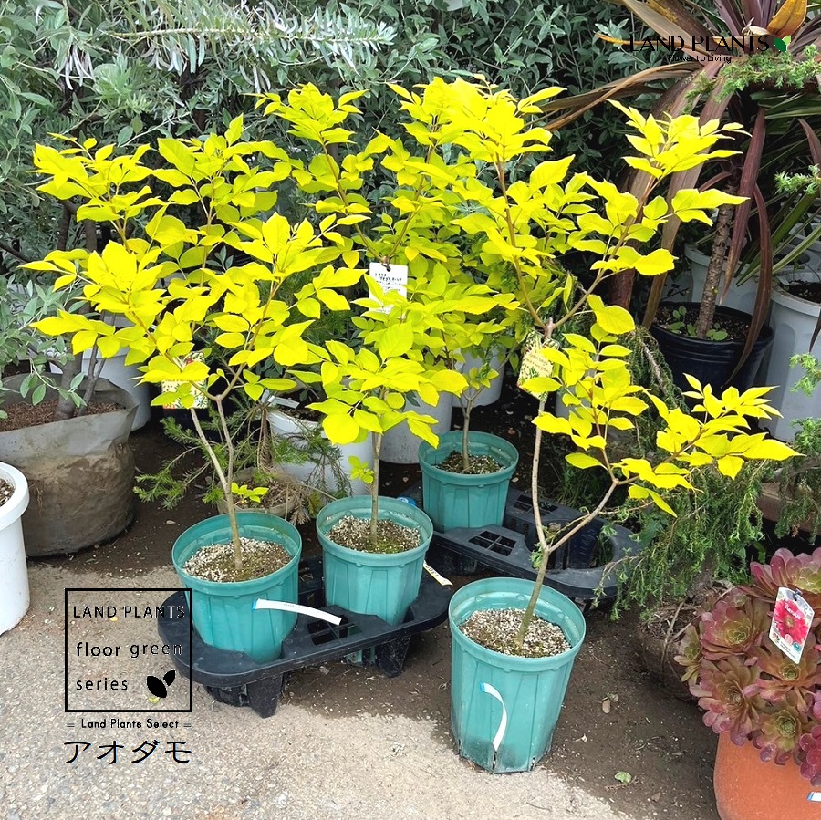 楽天市場】「現品」タコの木(タコノキ) 8号鉢植え : 千草園芸